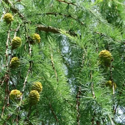 Лиственница КЕМПФЕРА в Гродно