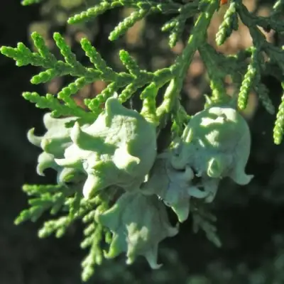 Туя восточная в Гродно