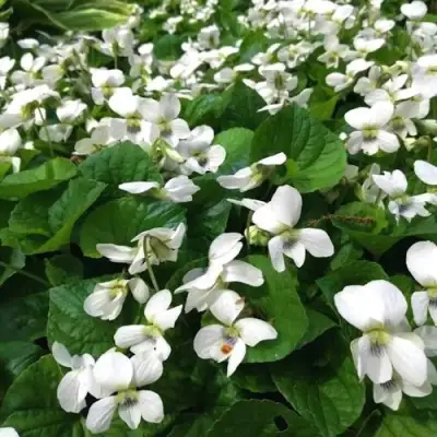 Фиалка АЛЬБИФЛОРА сестринская в Гродно