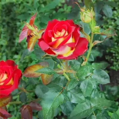 Роза ФРЕНДШИП чайно-гибридная в Гродно