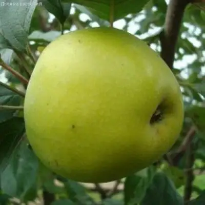 Яблоня КОШТЕЛЯ в Гродно