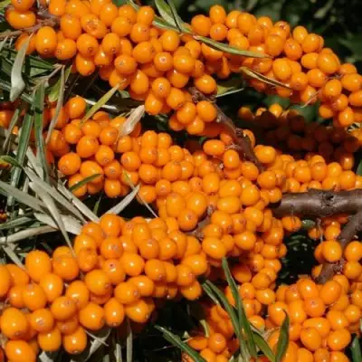 Облепиха АЛТАЙСКАЯ в Гродно