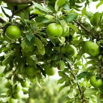 Яблоня ГРЕННИ СМИТ в Гродно