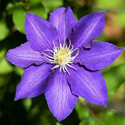 Клематис ЗЕ ПРЕЗИДЕНТ в Гродно