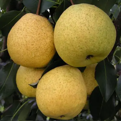 Груша ВЕЛИКАЯ ЛЕТНЯЯ (БОЛЬШАЯ ЛЕТНЯЯ) в Гродно