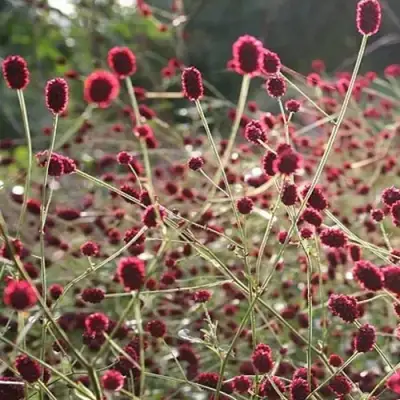 Кровохлебка ЧОКОЛАТ ТИП в Гродно