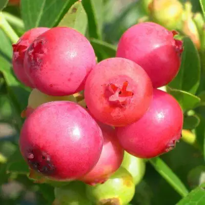 Голубика ПИНК ЛИМОНАД в Гродно
