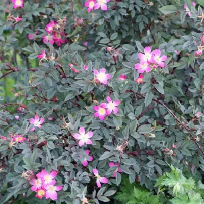 Роза сизая в Гродно