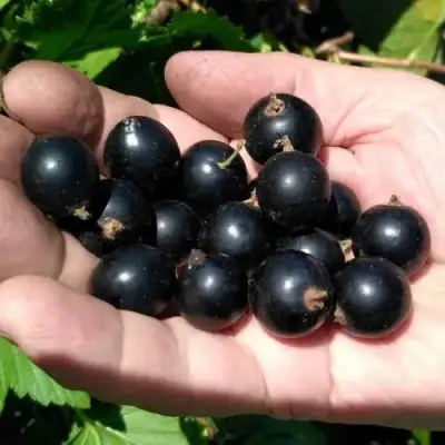 Смородина черная ЧЕРНООКАЯ в Гродно