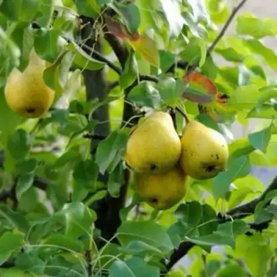 Груша ВИЛИЯ в Гродно