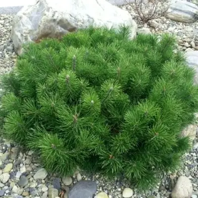 Сосна горная МУГУС в Гродно