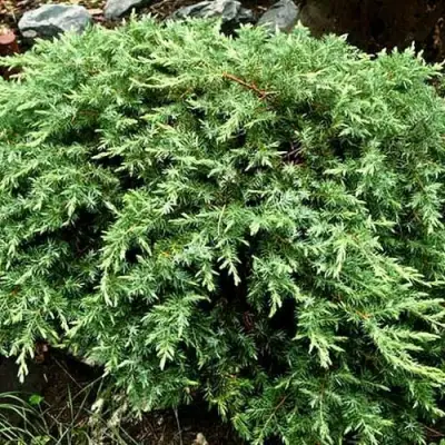 Можжевельник ШЛЯГЕР прибрежный в Гродно