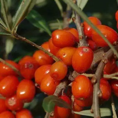 Облепиха ВОРОБЬЕВСКАЯ в Гродно