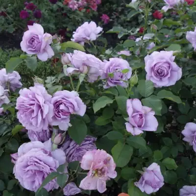 Роза ЛАВ СОНГ флорибунда в Гродно