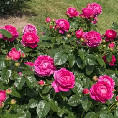 Роза АНУШКА чайно-гибридная в Гродно