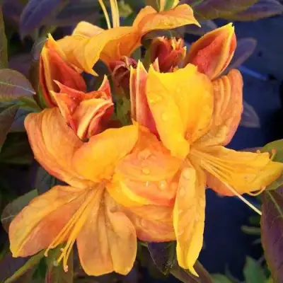 Азалия КЛОНДАЙК листопадная в Гродно