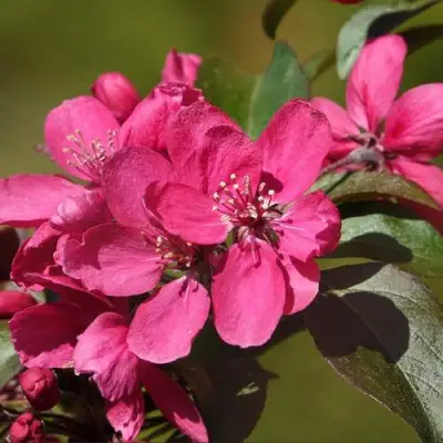 Яблоня НЕДЗВЕЦКОГО в Гродно