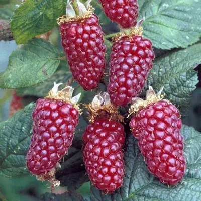 Ежемалина ТАЙБЕРРИ в Гродно