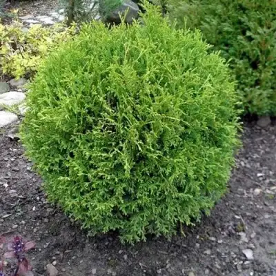 Туя ХОЗЕРИ западная в Гродно