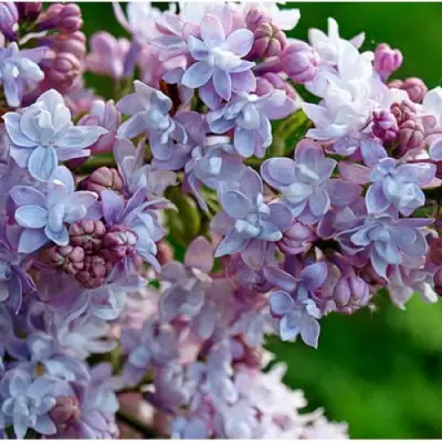 Сирень ПАМЯТЬ О ВАВИЛОВЕ в Гродно