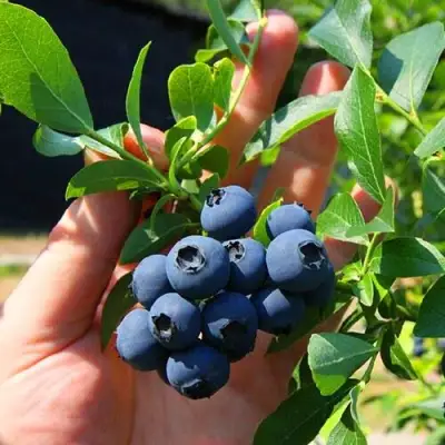 Голубика НОРТ КАНТРИ в Гродно