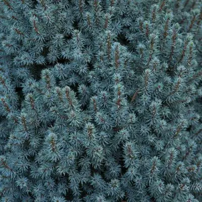 Ель САНДЕРС БЛЮ канадская в Гродно