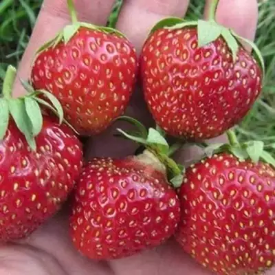 Клубника ВИМА ЗАНТА в Гродно