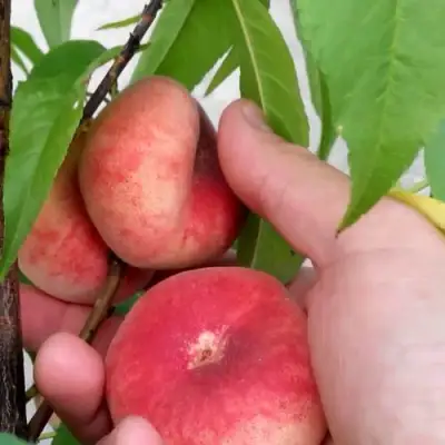 Персик САТУРН ИНЖИРНЫЙ в Гродно