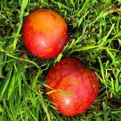 Шарафуга НЕКТАРИННАЯ в Гродно