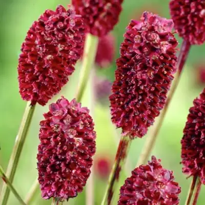 Кровохлебка ТАННА лекарственная в Гродно