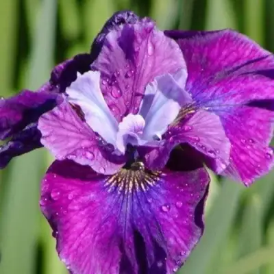 Ирис СИ Я ЛЕЙТЕР сибирский в Гродно