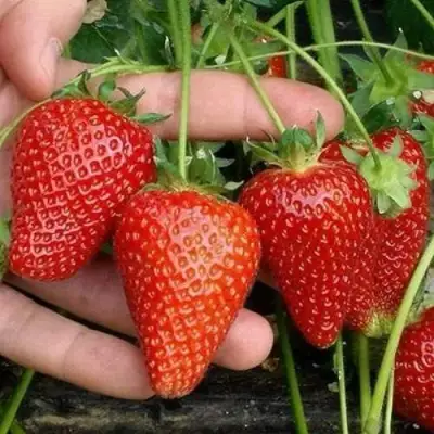 Клубника АЛЬБА в Гродно