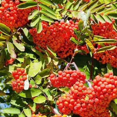 Рябина СОРБИНКА сладкоплодная в Гродно