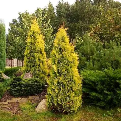 Туя ЕЛЛОУ РИББОН западная в Гродно