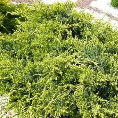 Можжевельник ГОЛД СТАР средний в Гродно