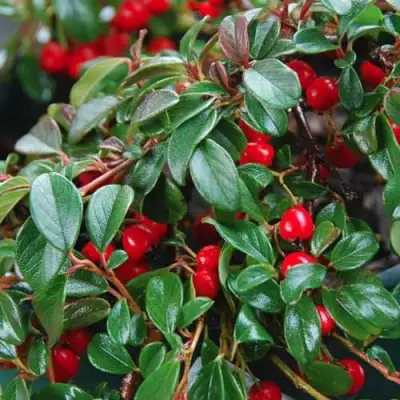 Кизильник Даммера в Гродно