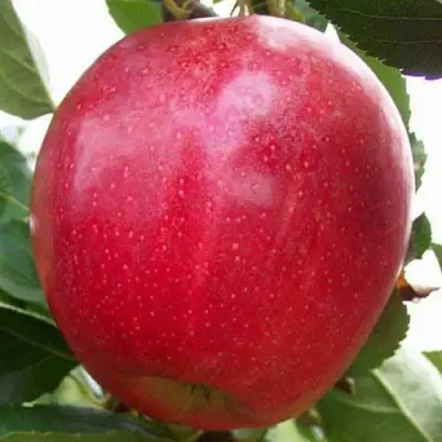 Яблоня ГАЛА МАСТ в Гродно