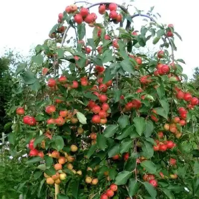 Яблоня ХЮВИНГИЕНЗИС декоративная в Гродно