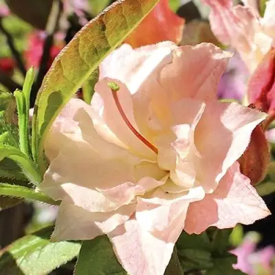 Азалия КЭННОНС ДАБЛ листопадная в Гродно