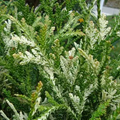 Туевик ВАРИЕГАТА долотовидный в Гродно