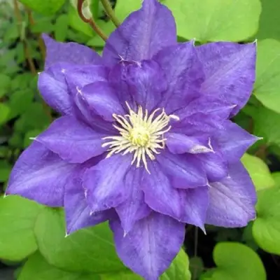 Клематис БЬЮТИ ОФ ВОЧЕСТЕР в Гродно