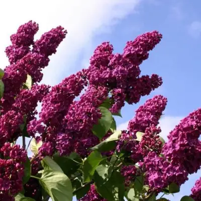 Сирень ЗНАМЯ ЛЕНИНА в Гродно