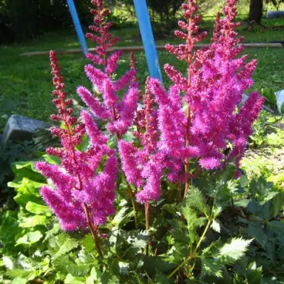 Астильба ЭЛИЗАБЕТ ВАН ВИН японская в Гродно