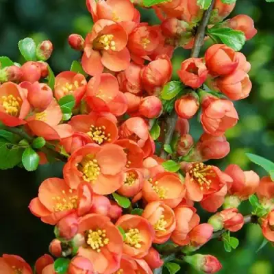 Айва ОРАНЖ ТРЕЙЛ в Гродно