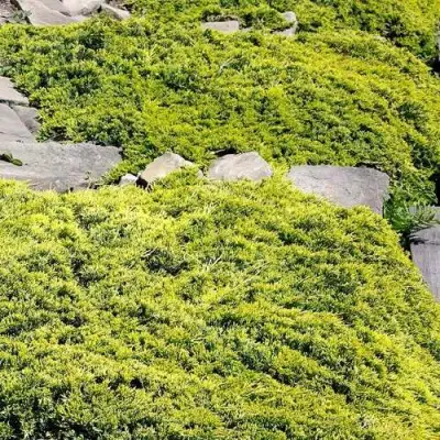 Можжевельник ГОЛДЕН КАРПЕТ горизонтальный  в Гродно