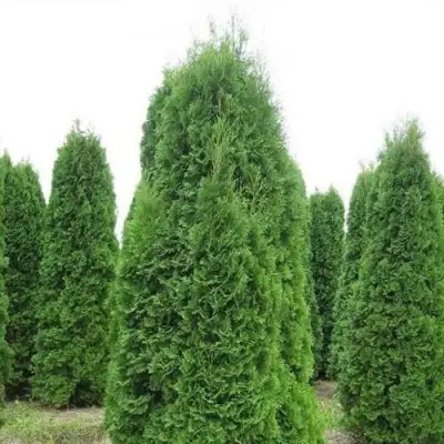 Туя КОЛУМНА западная в Гродно
