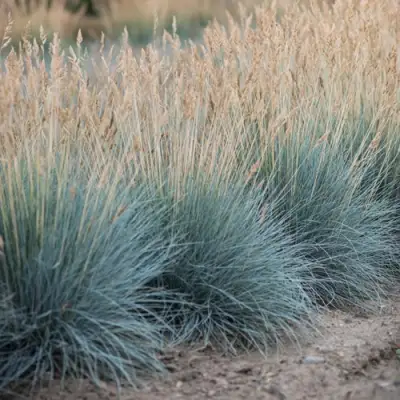 Овсяница АЙСФОГЕЛЬ сизая в Гродно