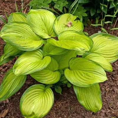 Хоста СТЕЙНД ГЛАСС гибридная в Гродно