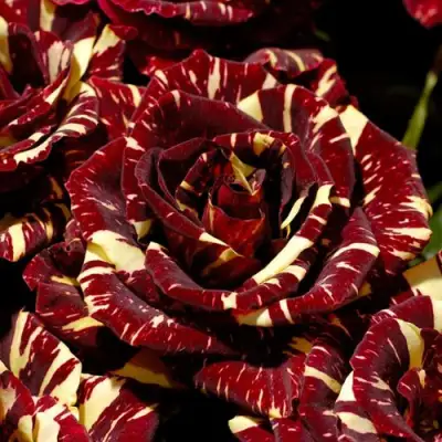 Роза АБРАКАДАБРА чайно-гибридная в Гродно