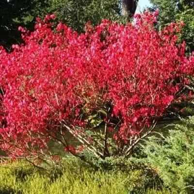 Бересклет ЕВРОПЕЙСКИЙ в Гродно